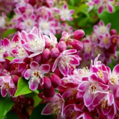 Deutzia - Strawberry Fields la Ghiveci