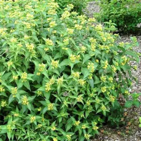 Deutzia Butterfly la Ghiveci