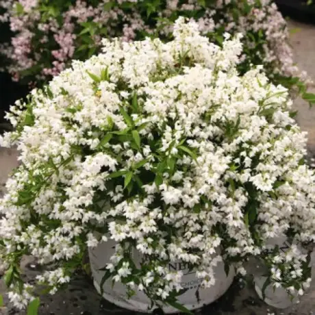 Deutzia Gracilis Nikko la Ghiveci