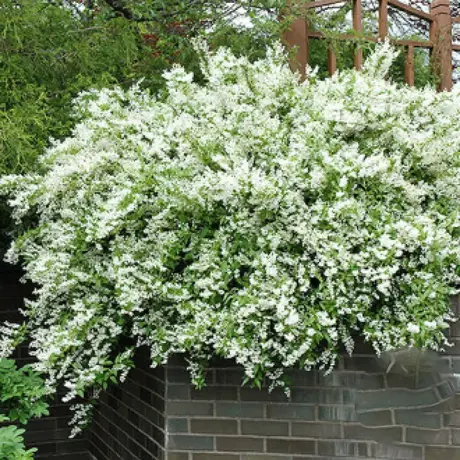 Deutzia Gracilis Noogenrad la Ghiveci