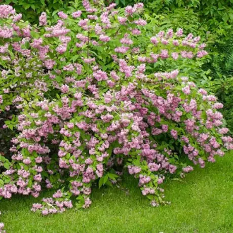 Deutzia Hybrida Strawberry Fields la Ghiveci