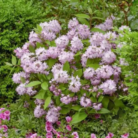 Deutzia Kalmiiflora Vandeputte la Ghiveci