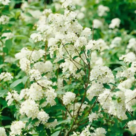 Deutzia Lemoinei Noogenrad la Ghiveci