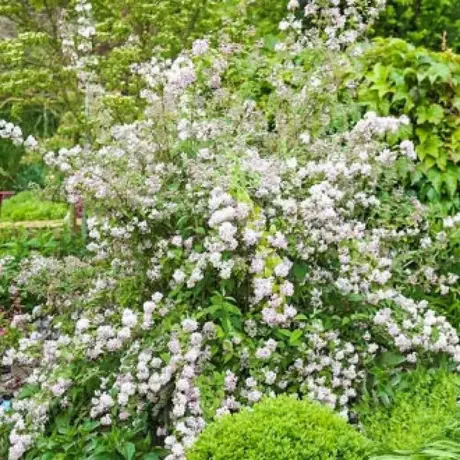 Deutzia Mont Rose Vandeputte la Ghiveci