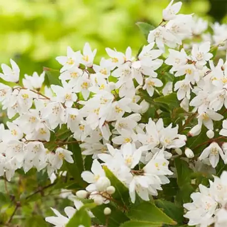Deutzia Nikko Vandeputte la Ghiveci
