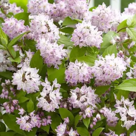 Deutzia Pink Pom Pom la Ghiveci