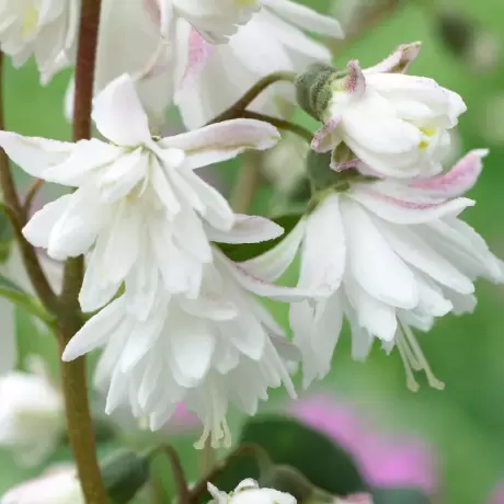 Deutzia - Pride of Rochester la Ghiveci