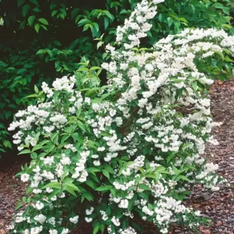 Deutzia - Pride of Rochester la Ghiveci