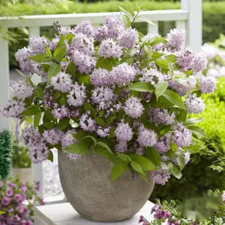 Deutzia Rosea Plena la Ghiveci