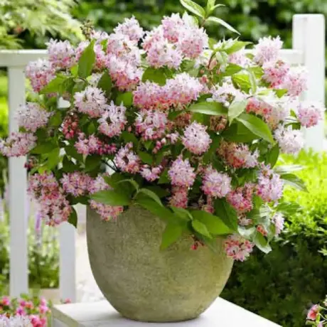 Deutzia Tourbillon Rouge Vandeputte la Ghiveci