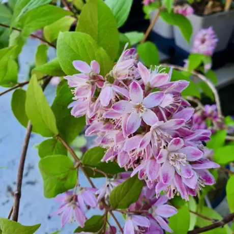 Deutzia - Tourbillon Rouge la Ghiveci