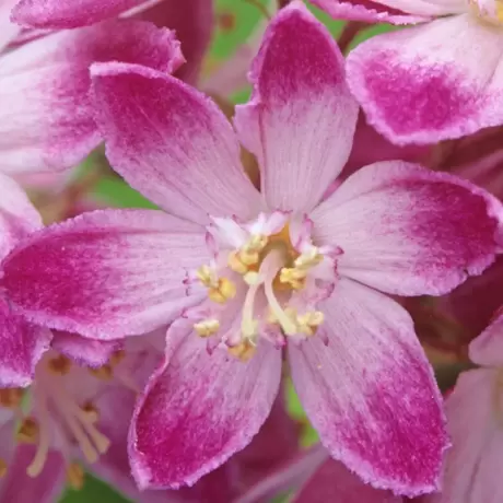Deutzia - Tourbillon Rouge la Ghiveci
