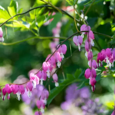 Cerceii Doamnei - Dicentra Spectabilis Violet la Ghiveci