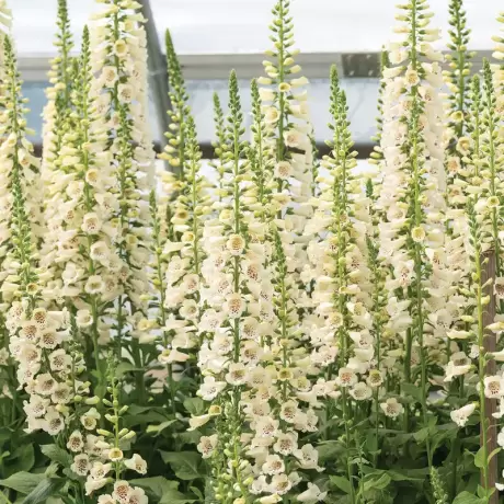 Bulbi de Digitalis (Degetel) Camelot Cream