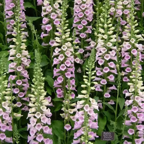 Bulbi de Digitalis (Degetel) Camelot Lavender