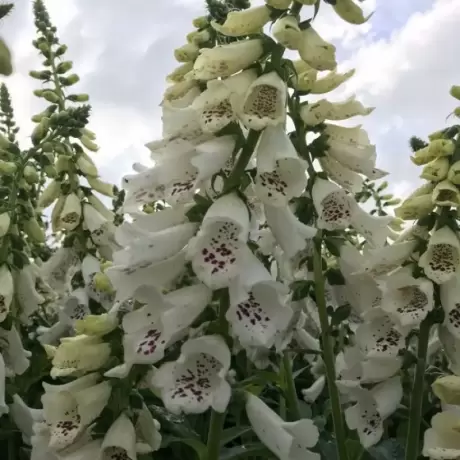 Bulbi de Digitalis (Degetel) Giant White Spotted