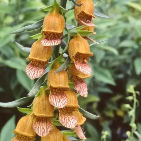 Bulbi de Digitalis (Degetel) Laevigata