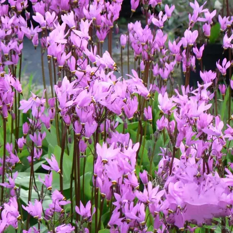 Dodecatheon Jeffreui
