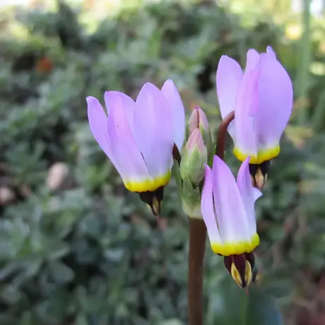 Dodecatheon Pink