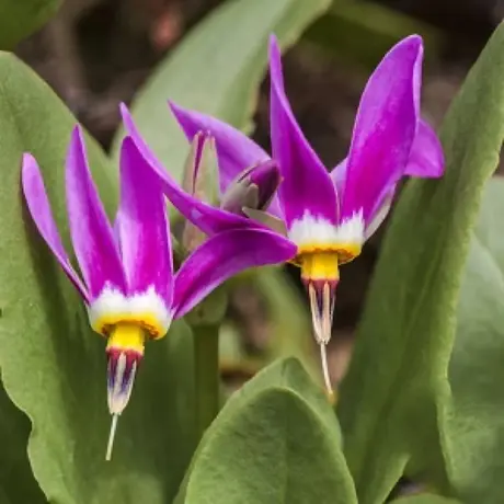 Dodecatheon Shooting Star