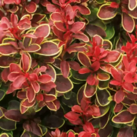 Dracila - Berberis Chiquita la Ghiveci
