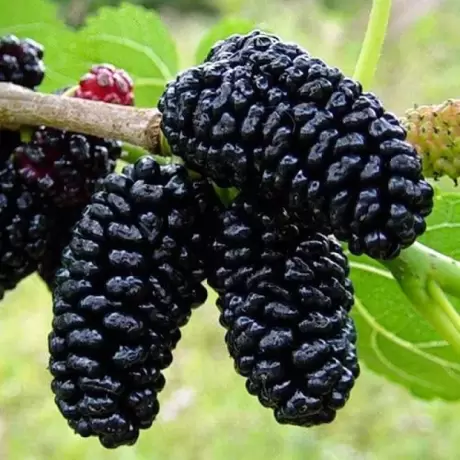 Arbust Fructifer - Dud Negru la Ghiveci