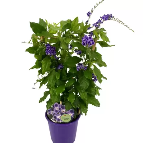 Duranta Erecta - Geischa la Ghiveci