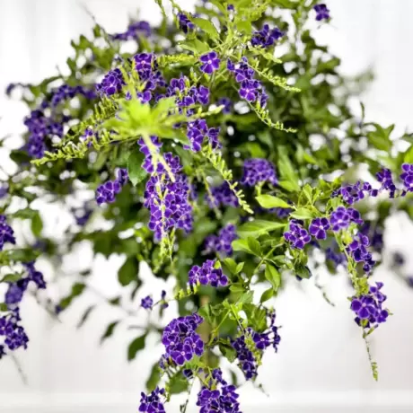 Duranta Erecta - Geischa la Ghiveci
