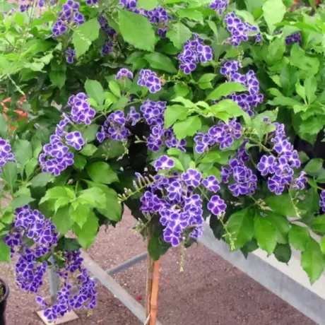 Duranta Erecta - Geischa la Ghiveci