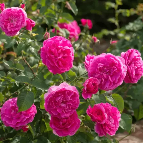 Trandafir David Austin - England's Rose - anul 3 la Ghiveci