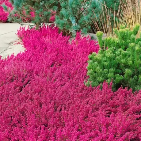 Erica - Gracilis Pink la Ghiveci
