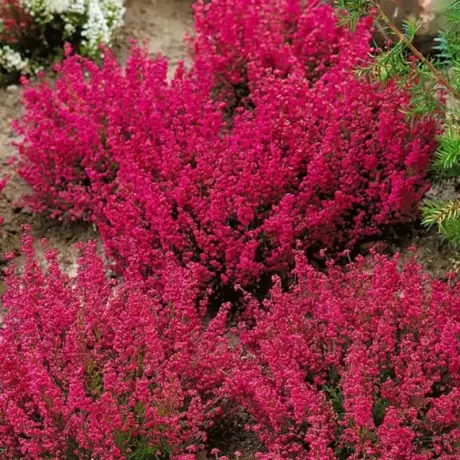 Erica - Gracilis Red la Ghiveci