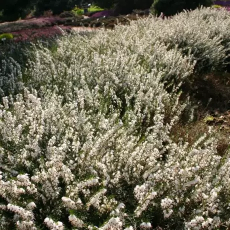 Erica - Gracilis White la Ghiveci