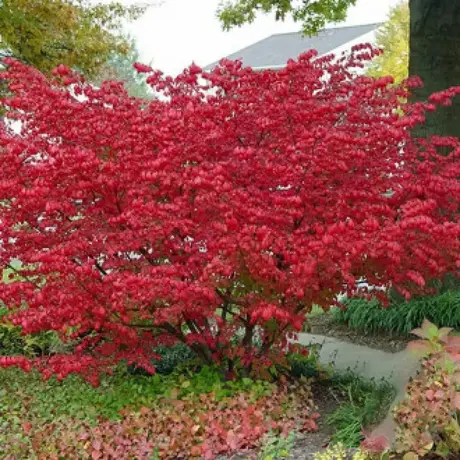 Euonymus Alatus Compactus