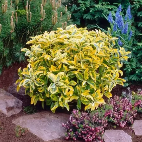 Euonymus - Aurea - Ghiveci