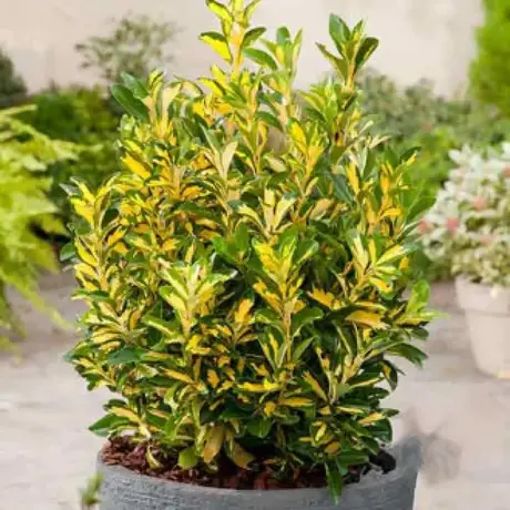 Euonymus Aureovar Vandeputte
