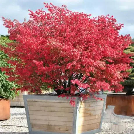 Euonymus Coloratus Vandeputte