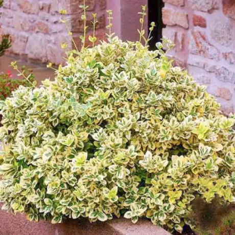Euonymus Emerald Gold