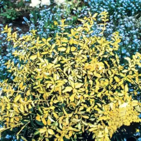 Euonymus Fortunei Blondy