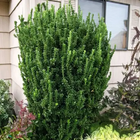 Euonymus Green Spire Noogenrad