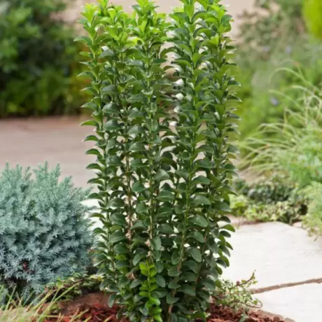 Euonymus - Harlequen - Ghiveci