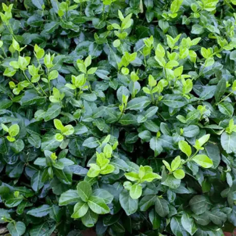 Euonymus Horts Blaze Noogenrad