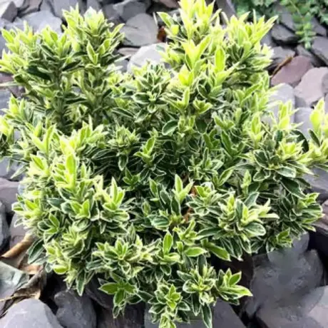 Euonymus Microphyllus