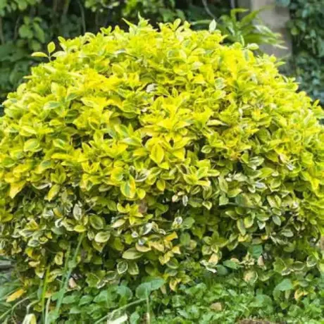 Euonymus Sunshine