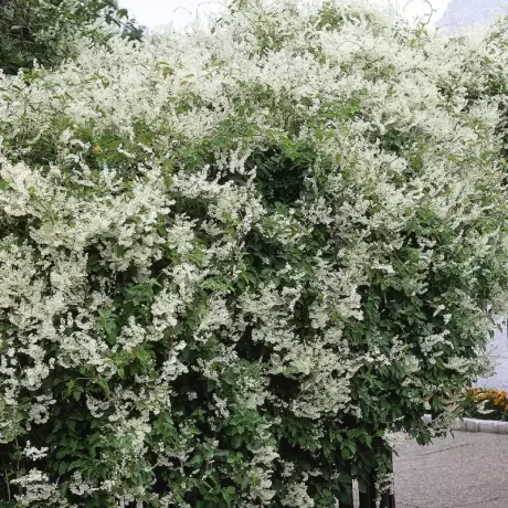 Fallopia Aubertii la Ghiveci