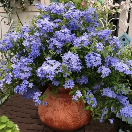 Floarea Dragostei - Azur la Ghiveci