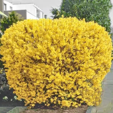 Forsythia Lynwood Gold cu Radacina Impachetata