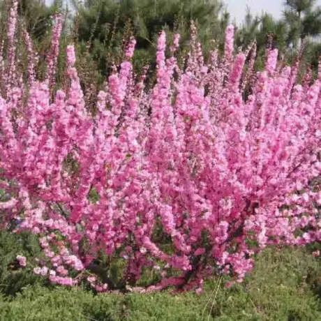 Forsythia Roseum cu Radacina Impachetata