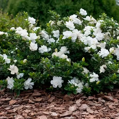 Gardenia Jasmin Grown Jewel la Ghiveci
