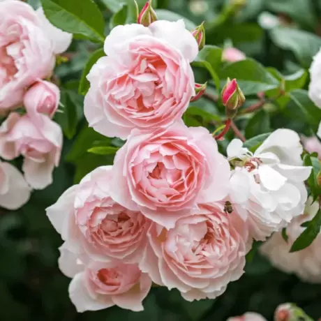 Trandafir Catarator David Austin - Genrous Gardener - Anul 4 la Ghiveci
